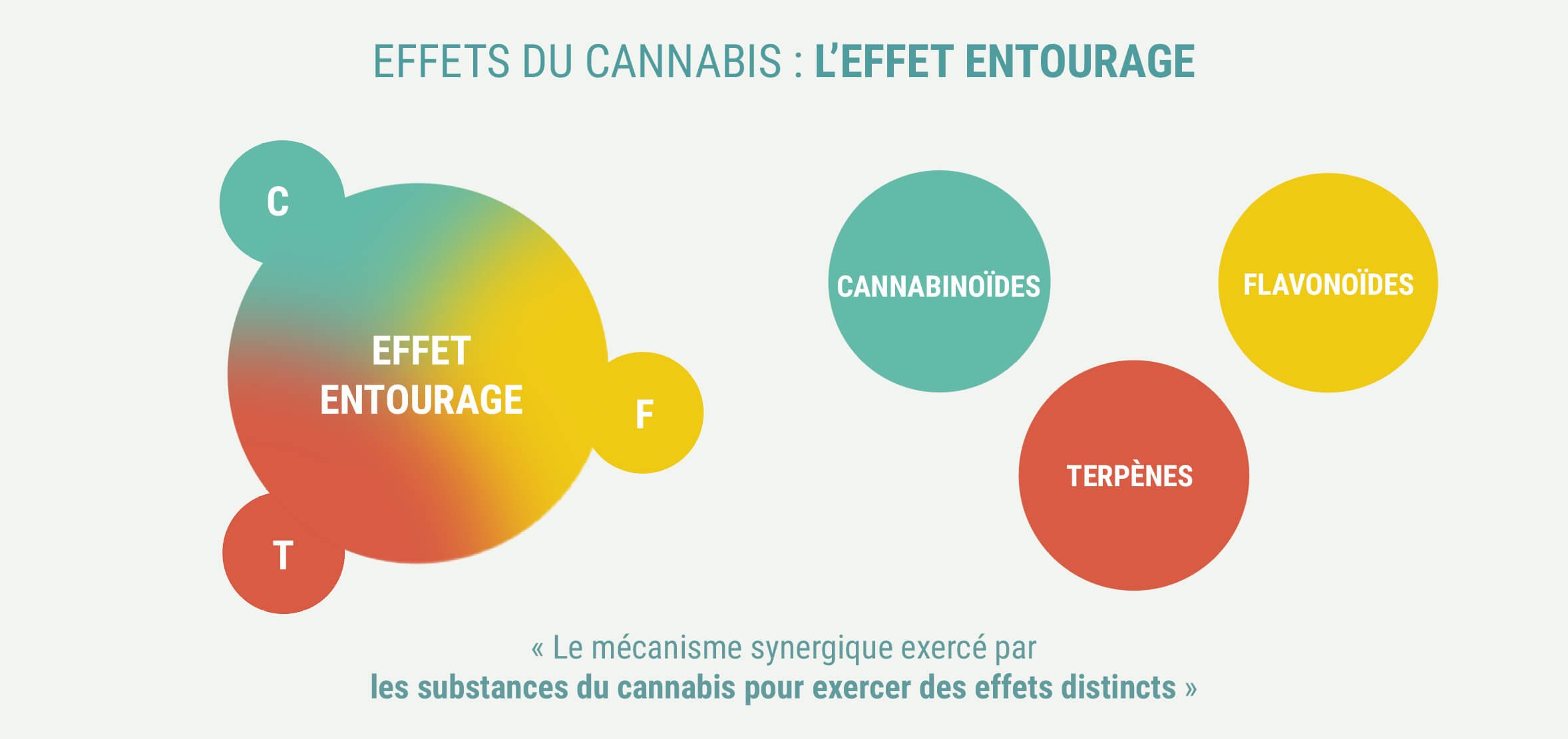 LES CANNABIS INDICA ET SATIVA PRODUISENT-ILS DES EFFETS DIFFÉRENTS ?