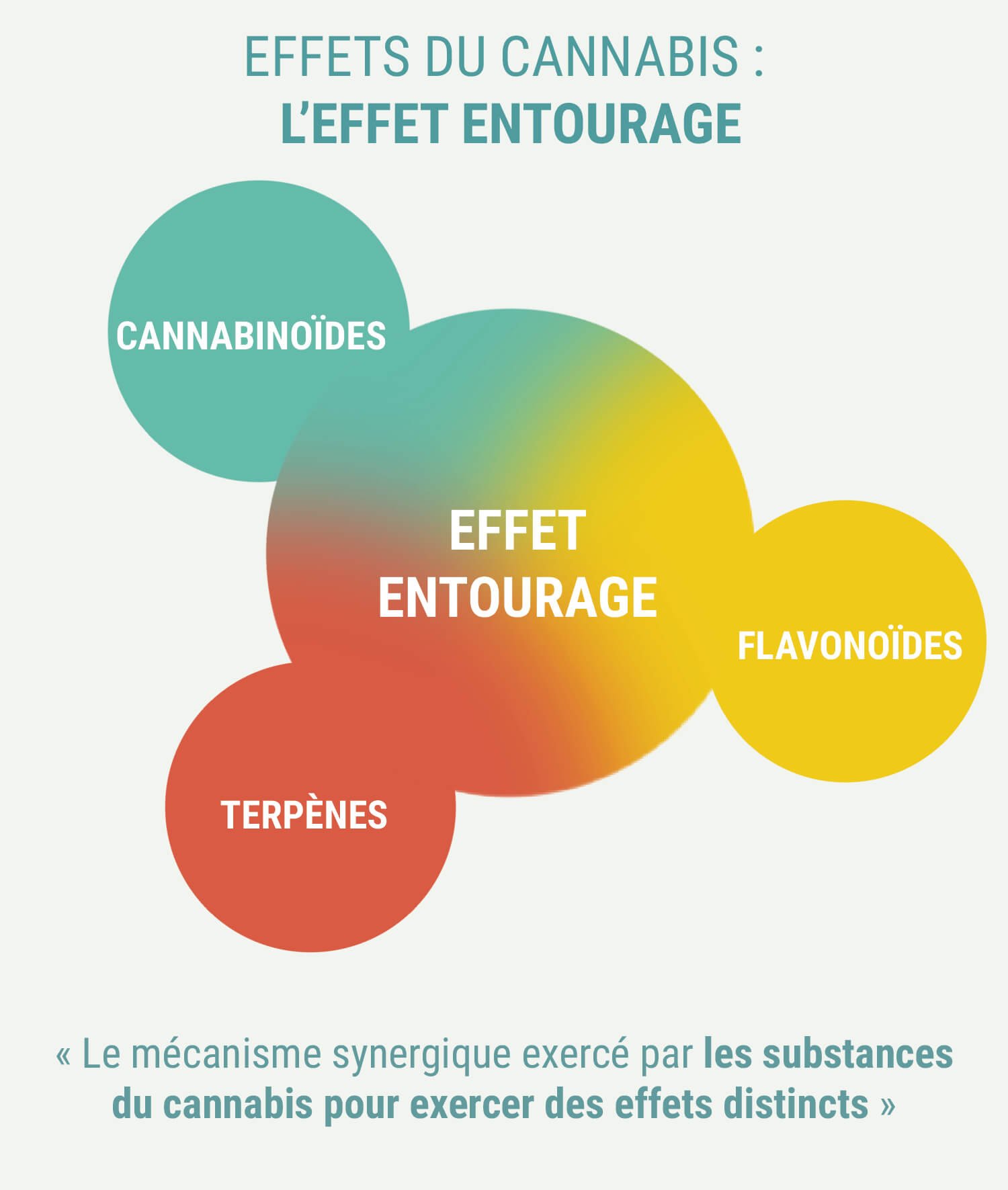 LES CANNABIS INDICA ET SATIVA PRODUISENT-ILS DES EFFETS DIFFÉRENTS ?