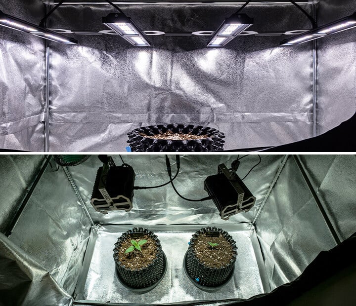 Image de jeunes plants de cannabis en bonne santé sous un éclairage doux, démontrant l'importance d'une exposition lumineuse adéquate pendant la phase de semis. Les plants sont vibrants et robustes, illustrant les conditions de culture idéales recommandées pour une croissance optimale. Cette image soutient l'article sur la maîtrise de la phase de semis dans la culture du cannabis.