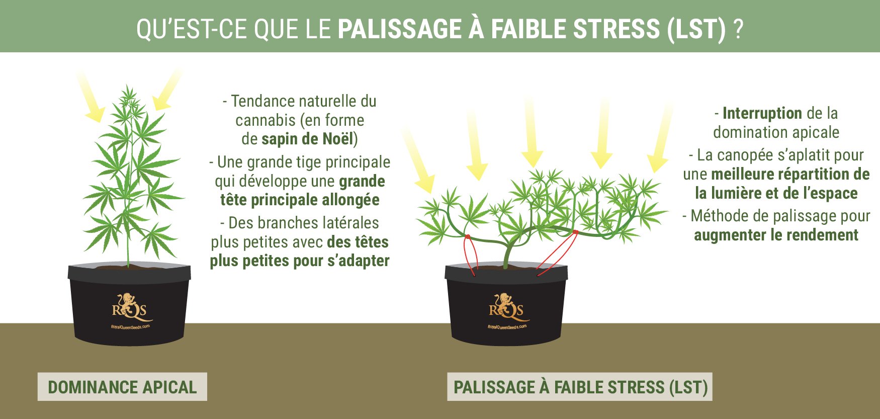 Techniques de palissage des plantes: La méthode d'attache - Fast