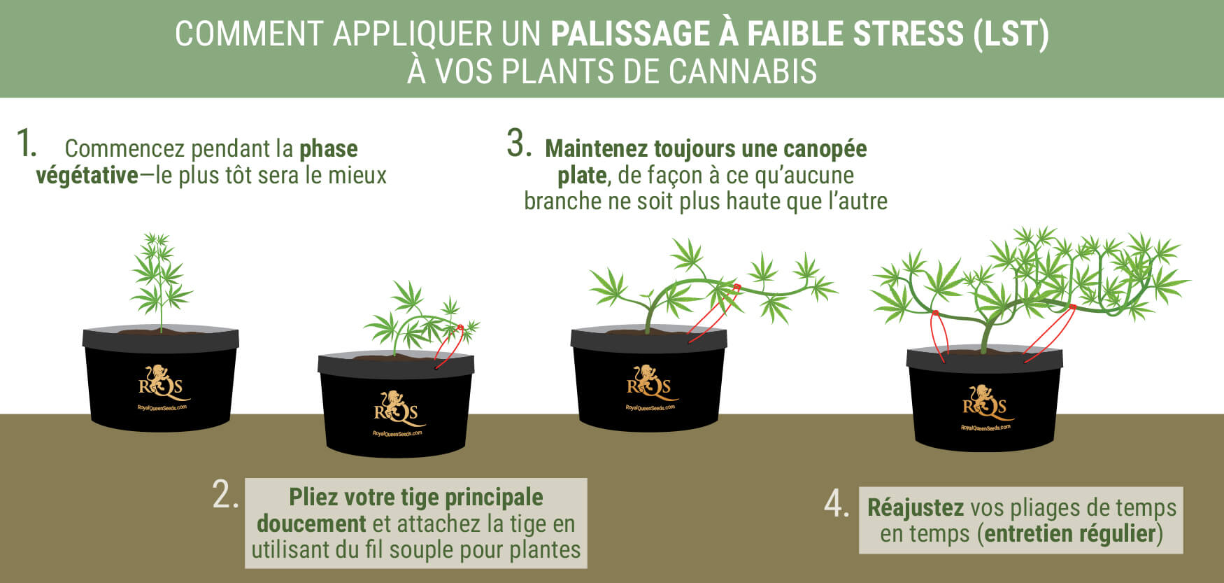 Comment Appliquer Le LST À Vos Plants