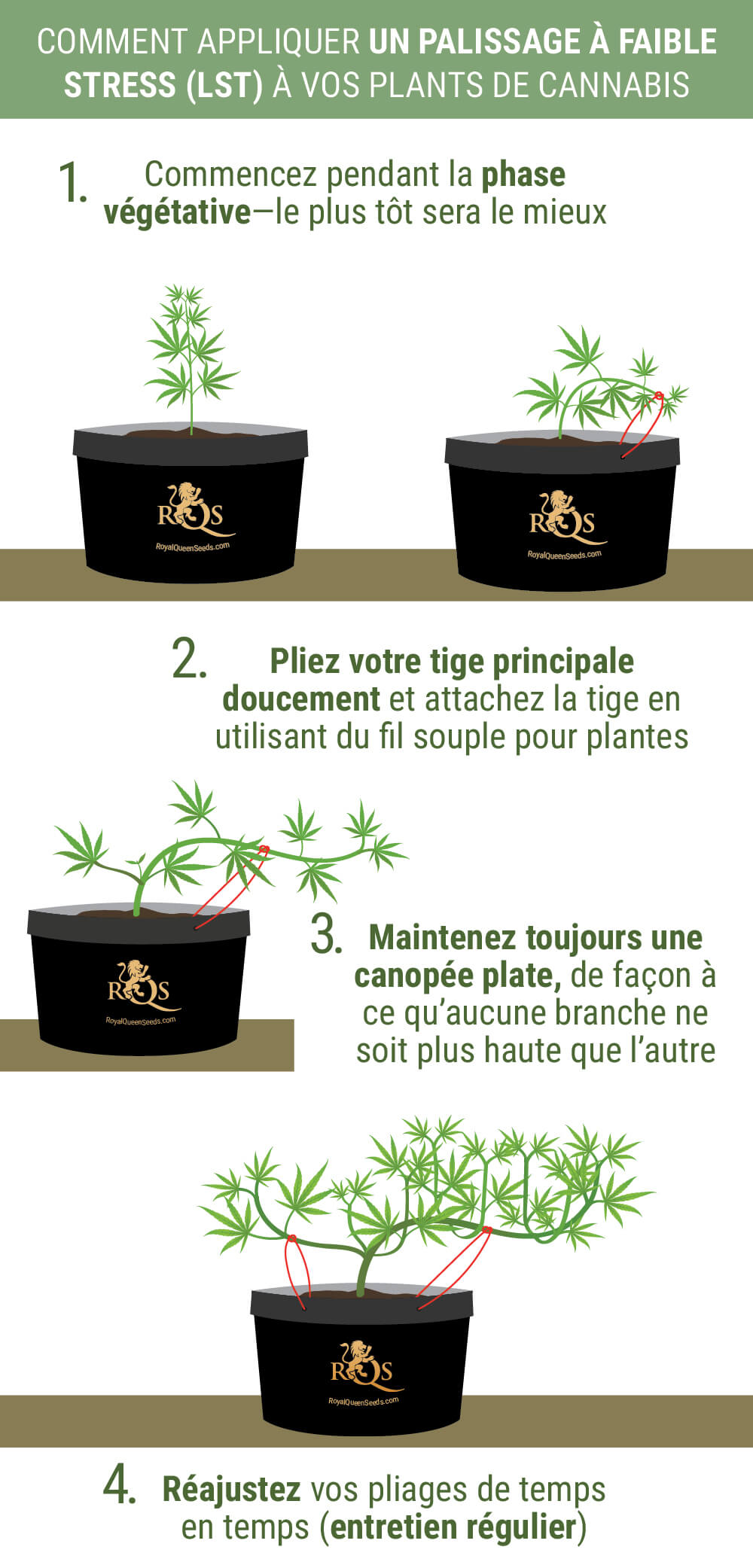 Techniques de palissage des plantes: La méthode d'attache - Fast