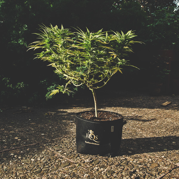 Acheter Pot de plantation pratique à arrosage automatique, Pot de fleurs en  plastique pour jardinière de chambre à coucher