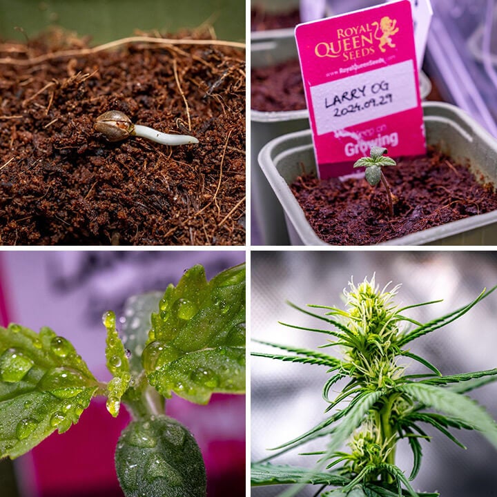 Collage de quatre images montrant les stades de croissance de Larry OG cannabis, depuis une graine germée, en passant par la croissance végétative, et se terminant par une plante mature en floraison.