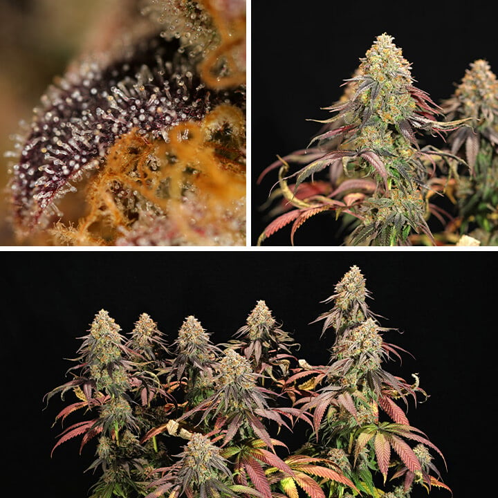 Collage de trois images montrant les étapes de germination et de croissance des plantes de cannabis Legendary OG Punch, mettant en valeur leur structure complète, les trichomes de près et les bourgeons denses pendant la phase de floraison.