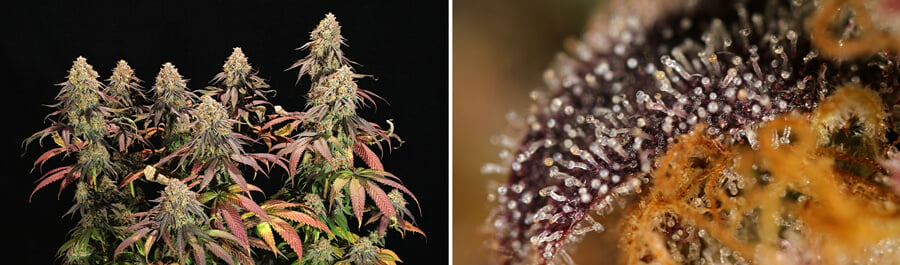 Gros plan sur les fleurs de cannabis Legendary OG Punch présentant des trichomes denses et givrées avec des couleurs vibrantes, dégageant un arôme complexe de baies, de raisins et de lavande, parfait pour la culture en intérieur.