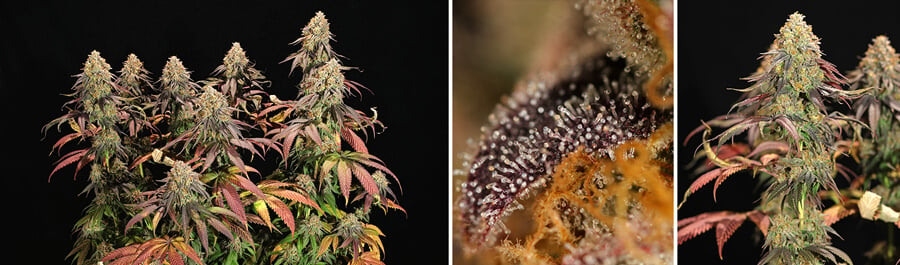 Collage de trois images montrant les étapes de germination et de croissance des plantes de cannabis Legendary OG Punch, mettant en valeur leur structure complète, les trichomes de près et les bourgeons denses pendant la phase de floraison.