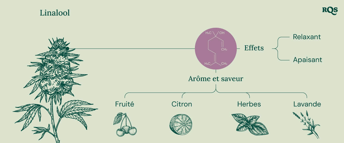 Graphique affichant les propriétés du linalol dans le cannabis, mettant en évidence ses effets, tels que la relaxation, l'euphorie et la méditation, ainsi que son profil aromatique apaisant.