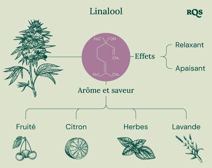 Graphique affichant les propriétés du linalol dans le cannabis, mettant en évidence ses effets, tels que la relaxation, l'euphorie et la méditation, ainsi que son profil aromatique apaisant.