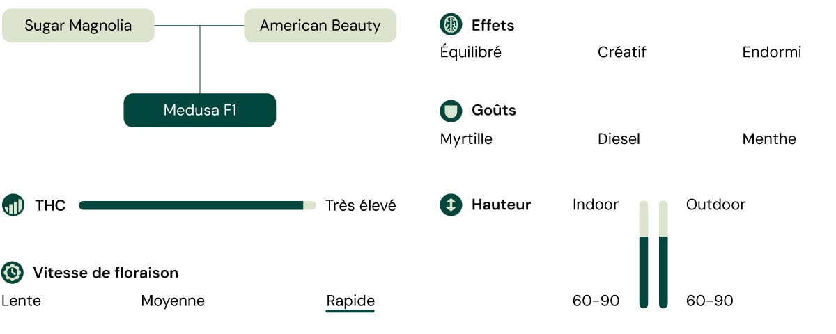 Diagramme de la souche de cannabis Medusa F1 : Sugar Magnolia x American Beauty. THC élevé, floraison rapide, 60-90 cm de hauteur, saveurs de myrtille, diesel, menthe, effets équilibrés, créatifs, somnolents.