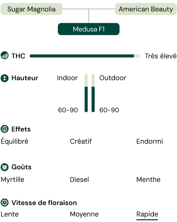 Diagramme de la souche de cannabis Medusa F1 : Sugar Magnolia x American Beauty. THC élevé, floraison rapide, 60-90 cm de hauteur, saveurs de myrtille, diesel, menthe, effets équilibrés, créatifs, somnolents.