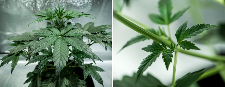 Plante de cannabis Mimosa Auto en croissance végétative, avec des feuilles en éventail vibrantes et turgescentes et un développement régulier sous un éclairage contrôlé et un environnement nutritif.