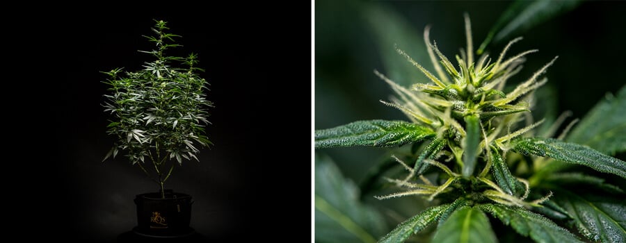 Plante de cannabis Mimosa Auto en semaine 6 de floraison, montrant une structure bien développée avec de multiples branches et un feuillage dense, accompagné d'un gros plan de fleurs en bourgeonnement avec pistils et trichomes visibles.