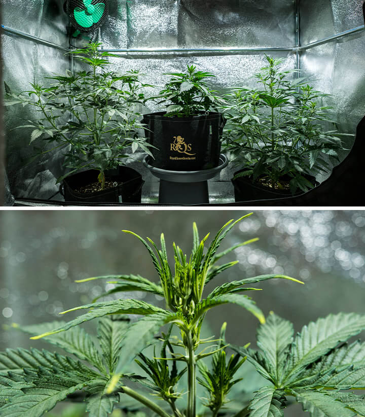 Plantes de cannabis Mimosa Auto en phase végétative, atteignant 55 cm de hauteur, affichant un couvert sain dans une tente de culture réfléchissante, avec des pré-fleurs commençant à émerger.