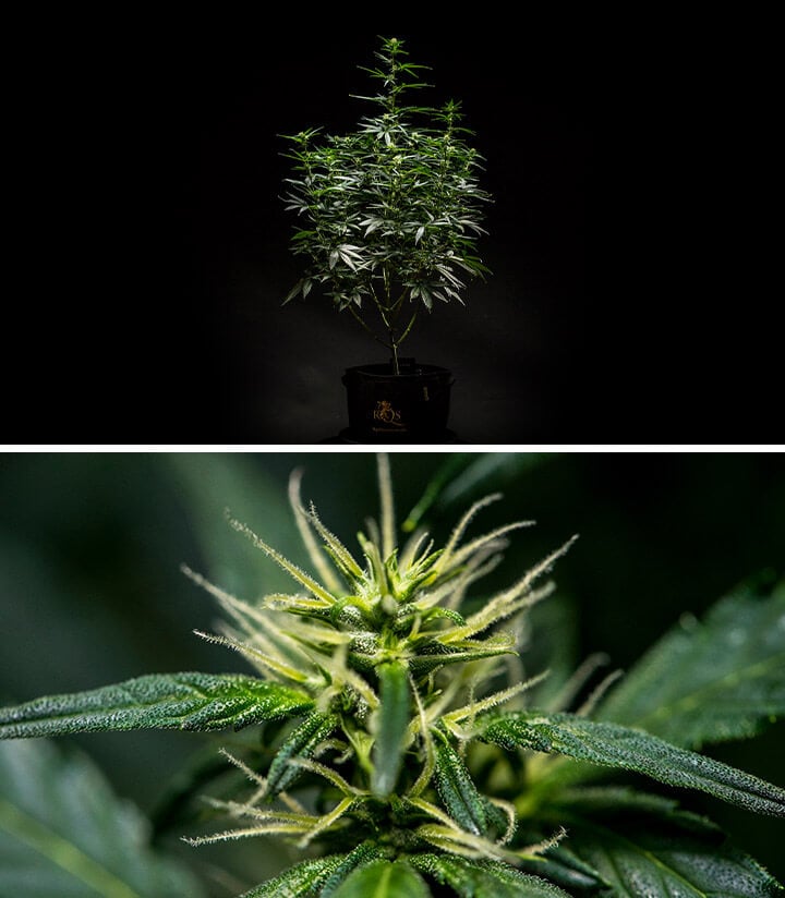 Plante de cannabis Mimosa Auto en semaine 6 de floraison, montrant une structure bien développée avec de multiples branches et un feuillage dense, accompagné d'un gros plan de fleurs en bourgeonnement avec pistils et trichomes visibles.