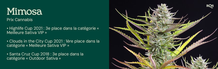 La variété de cannabis Mimosa primée à droite, mettant en valeur ses distinctions prestigieuses telles que la Clouds in the City Cup et la Highlife Cup à gauche.