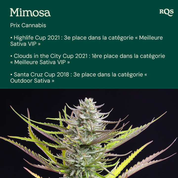 La variété de cannabis Mimosa primée à droite, mettant en valeur ses distinctions prestigieuses telles que la Clouds in the City Cup et la Highlife Cup à gauche.