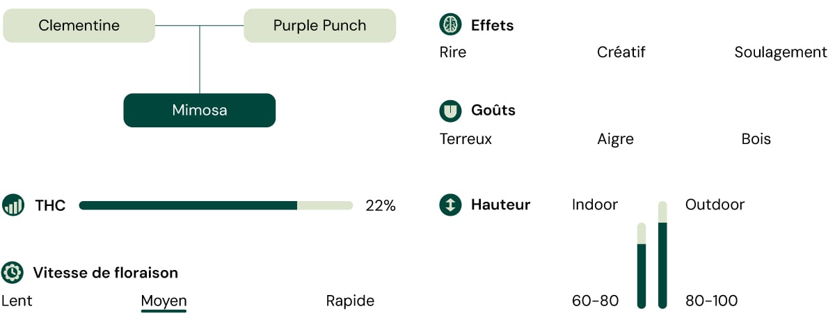 Une comparaison visuelle de la variété de cannabis Mimosa, mettant en évidence la teneur en THC, la hauteur de croissance, les effets, le profil de saveur et le temps de floraison.