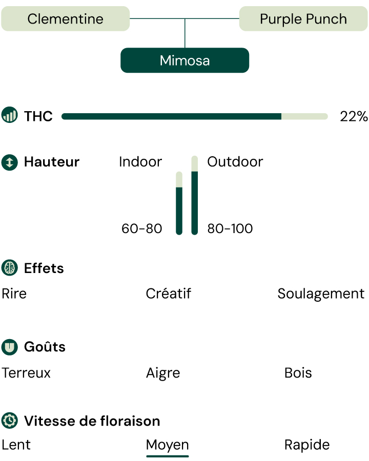 Une comparaison visuelle de la variété de cannabis Mimosa, mettant en évidence la teneur en THC, la hauteur de croissance, les effets, le profil de saveur et le temps de floraison.