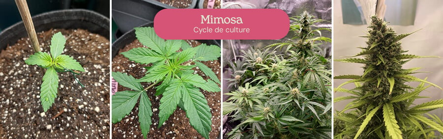 Ce collage en quatre étapes illustre magnifiquement la croissance de la variété de cannabis Mimosa, capturant sa transformation d'un minuscule semis à une plante florissante.