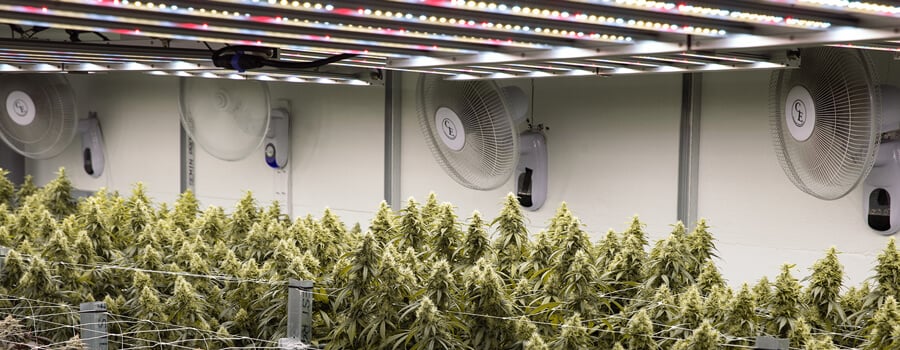 Une grande salle de culture intérieure avec des rangées de plantes de cannabis sous des lumières vives, avec des ventilateurs et d'autres équipements.