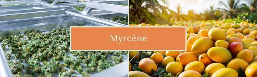 Myrcene Cannabis Terpene