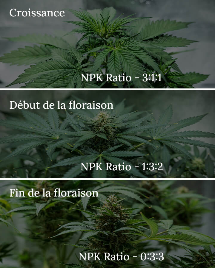 NPK ratio in cannabis