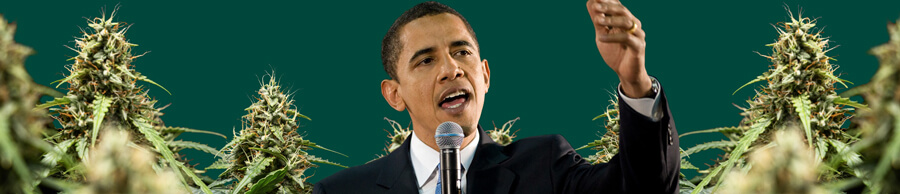 Un portrait de Barack Obama parlant dans un microphone avec la main levée, sur un fond vert avec des plantes de cannabis.