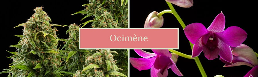 Deux images côte à côte : une plante de cannabis et une fleur d'orchidée, avec le texte 'Ocimene' au centre. L'image met en évidence les sources naturelles du terpène ocimène.