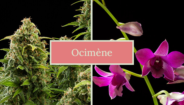 Deux images côte à côte : une plante de cannabis et une fleur d'orchidée, avec le texte 'Ocimene' au centre. L'image met en évidence les sources naturelles du terpène ocimène.