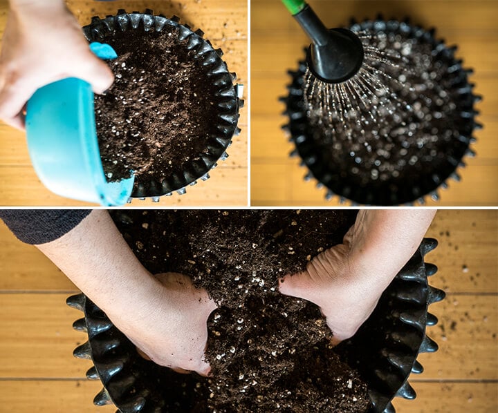 Gros plan d'une personne plantant une plante verte dans un pot en céramique, ajoutant du terreau, le pressant doucement et l'arrosant.