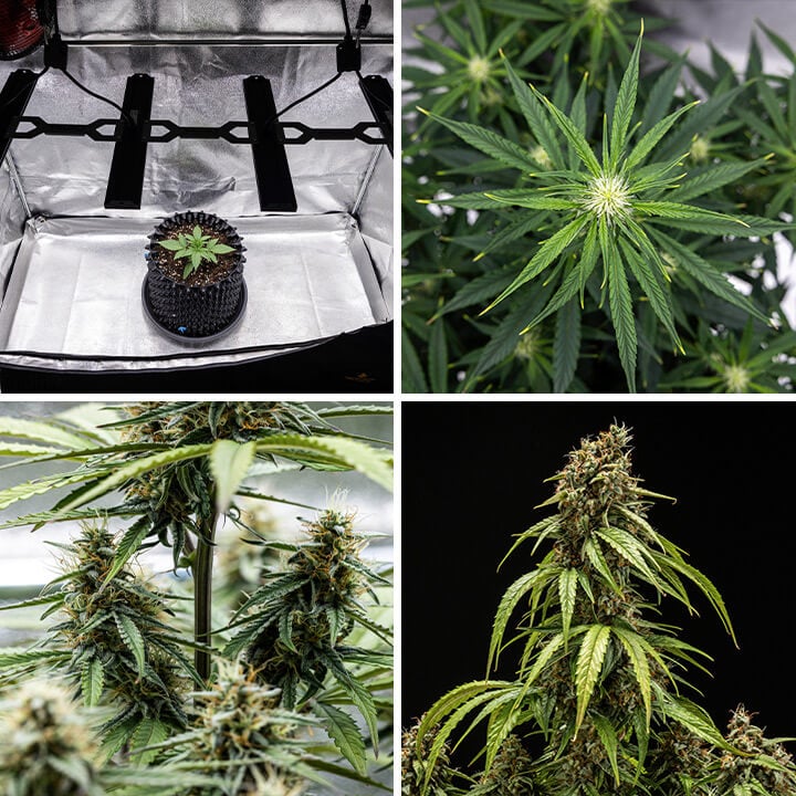 Collage des étapes de croissance de la plante de cannabis Orion F1 Autofloraison : semis sous lumière de culture, feuilles ramifiées, floraison et bourgeons matures prêts à être récoltés.