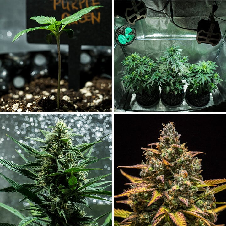 Collage d'images de la variété Purple Queen Auto de Royal Queen Seeds. Cette autofloraison offre des têtes violettes vives, des arômes d'agrumes et un effet doux. Atteint 90–140 cm en intérieur, avec un rendement de 400 g/m² en 8–9 semaines. Idéale pour la culture en intérieur.