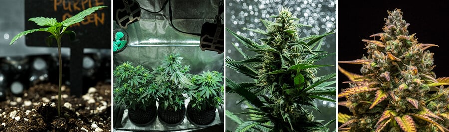 Collage d'images de la variété Purple Queen Auto de Royal Queen Seeds. Cette autofloraison offre des têtes violettes vives, des arômes d'agrumes et un effet doux. Atteint 90–140 cm en intérieur, avec un rendement de 400 g/m² en 8–9 semaines. Idéale pour la culture en intérieur.