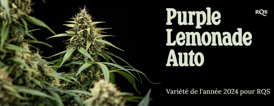 Photo rapprochée d'une plante de cannabis Purple Lemonade Auto avec des feuilles vertes, des poils violets et blancs, dans un pot. Image informative, non destinée à des fins médicales.