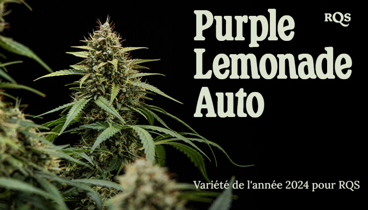 Photo rapprochée d'une plante de cannabis Purple Lemonade Auto avec des feuilles vertes, des poils violets et blancs, dans un pot. Image informative, non destinée à des fins médicales.