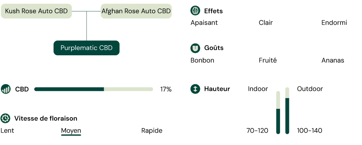 Une infographie détaillant les caractéristiques de la variété Purplematic CBD, mettant en avant son arôme fruité, sa croissance compacte (70–120 cm) et ses effets non psychoactifs, la rendant adaptée à divers niveaux d'expérience des cultivateurs.