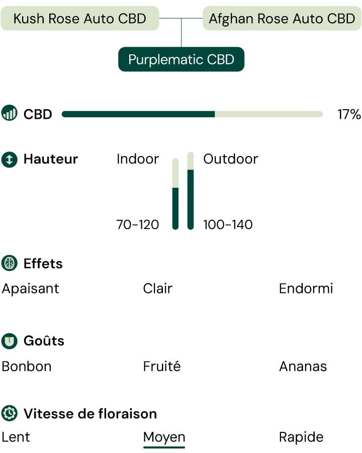 Une infographie détaillant les caractéristiques de la variété Purplematic CBD, mettant en avant son arôme fruité, sa croissance compacte (70–120 cm) et ses effets non psychoactifs, la rendant adaptée à divers niveaux d'expérience des cultivateurs.