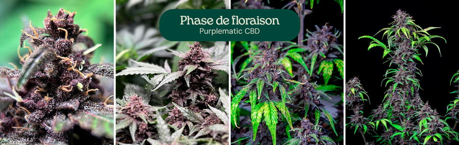 Phase de floraison de la variété Purplematic CBD, montrant les bourgeons en développement et le feuillage vert.