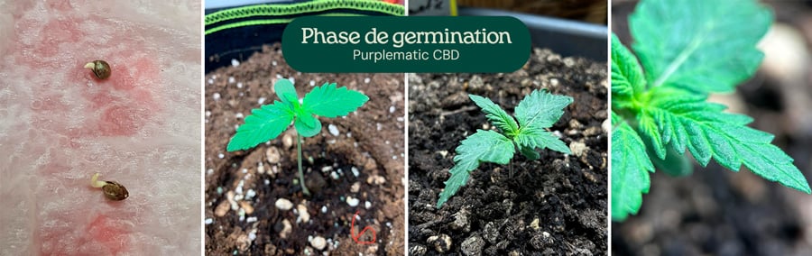 Un collage d'images représentant la variété Purplematic CBD, montrant les différentes étapes de sa croissance, y compris la germination et la structure de la plante.