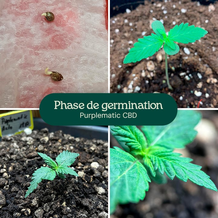 Un collage d'images représentant la variété Purplematic CBD, montrant les différentes étapes de sa croissance, y compris la germination et la structure de la plante.