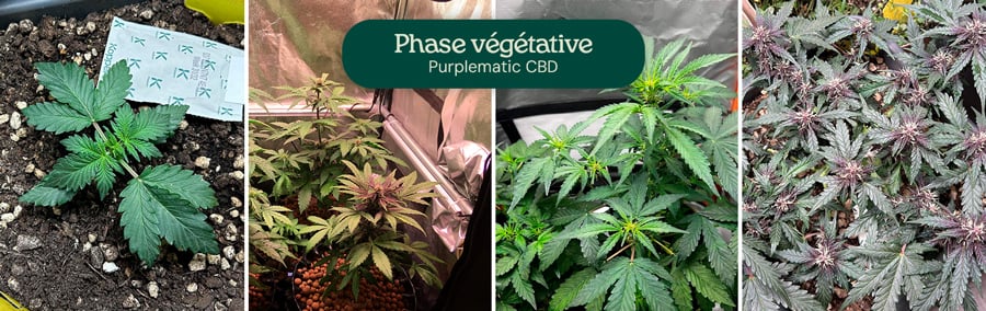 Images de la phase végétative de la variété Purplematic CBD, montrant un jeune plant et plusieurs plantes avec des feuilles vertes et saines sous des lampes de culture, indiquant une croissance robuste à ce stade.