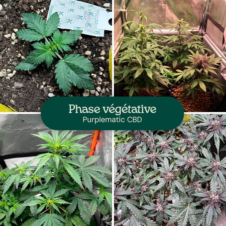 Images de la phase végétative de la variété Purplematic CBD, montrant un jeune plant et plusieurs plantes avec des feuilles vertes et saines sous des lampes de culture, indiquant une croissance robuste à ce stade.