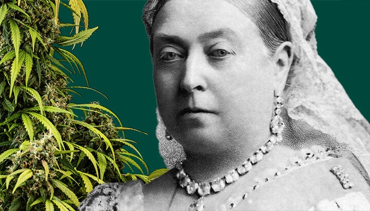 Portrait de la Reine Victoria entourée de plantes de cannabis luxuriantes sur un fond vert foncé.