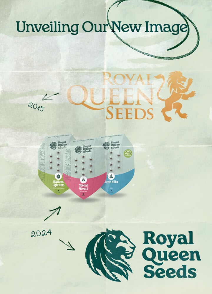 Évolution du logo de Royal Queen Seeds de 2015 à 2024, montrant le logo d'origine en or avec un lion et le logo mis à jour en vert avec un design moderne de lion. L'image présente également le nouvel emballage des graines de l'entreprise.