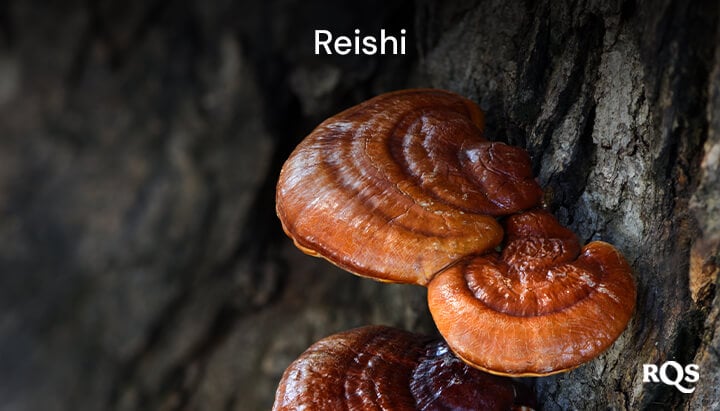 mycocannabinoids - reishi