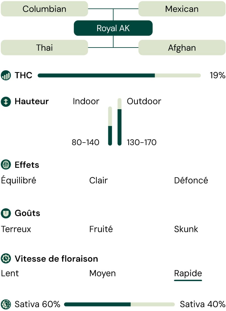 Royal AK Characteristics