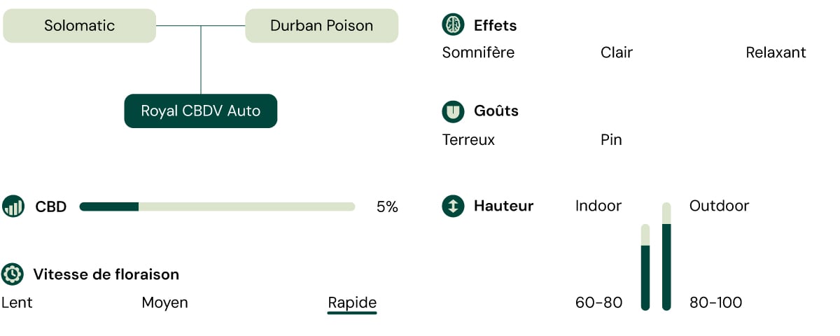 Une représentation visuelle de la variété de cannabis Royal CBDV Auto, mettant en évidence ses principales caractéristiques : teneur en CBD, effets, goûts, hauteur, vitesse de floraison et convenance pour la culture en intérieur et en extérieur.