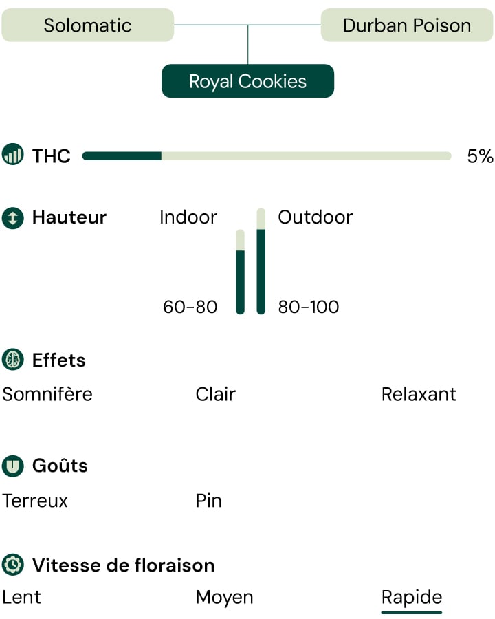 Une représentation visuelle de la variété de cannabis Royal CBDV Auto, mettant en évidence ses principales caractéristiques : teneur en CBD, effets, goûts, hauteur, vitesse de floraison et convenance pour la culture en intérieur et en extérieur.