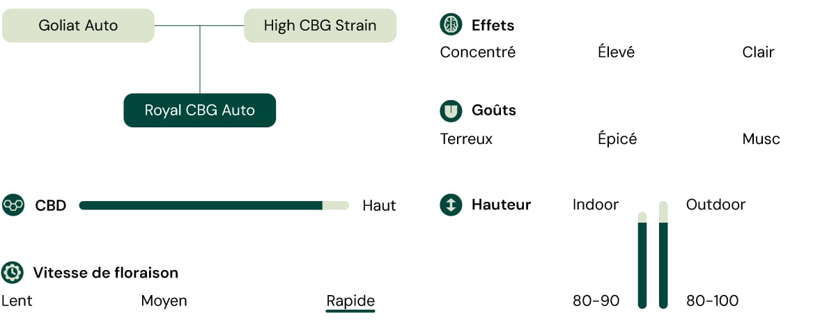 Infographie détaillant les caractéristiques de la variété de cannabis Royal CBG Auto, y compris des attributs tels qu'une teneur élevée en CBG, une vitesse de floraison rapide, une hauteur compacte et des effets comme la concentration et la clarté.